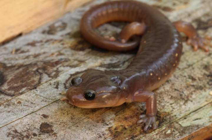 Arboreal Salamander